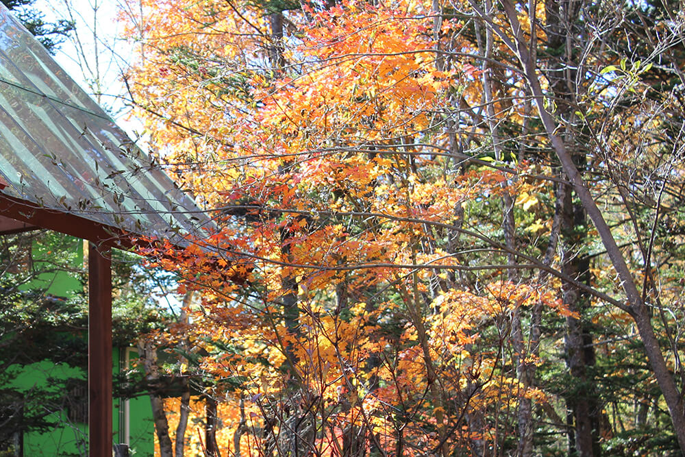 貸別荘ルネス軽井沢の秋の紅葉の様子